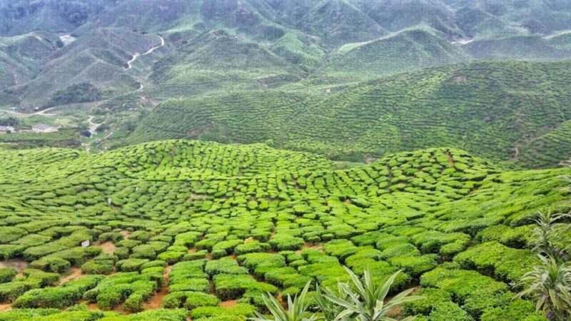 From Kuala Lumpur: Cameron Highlands Day Tour with Lunch - FAQ