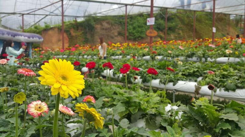 From Kuala Lumpur: Cameron Highlands Full-Day Tour - What Makes This Tour Stand Out