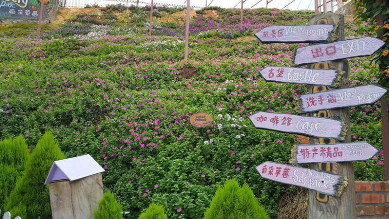 From Kuala Lumpur: Cameron Highlands Full-Day Tour - Our Take on the Value and Experience