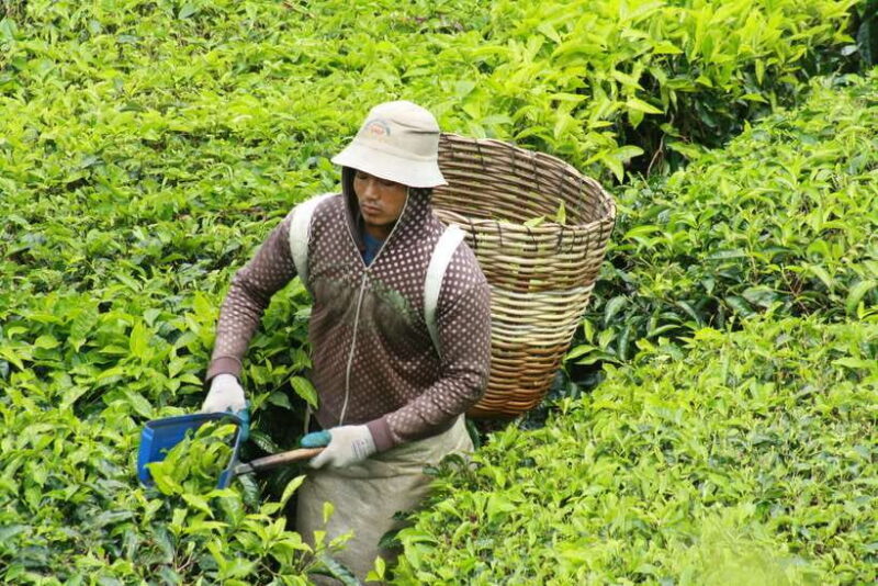 From Kuala Lumpur: Cameron Highlands Full-Day Tour - Who Should Consider This Tour?