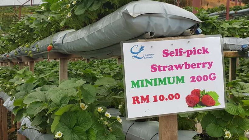From Kuala Lumpur: Cameron Highlands Full-Day Tour - Final Word