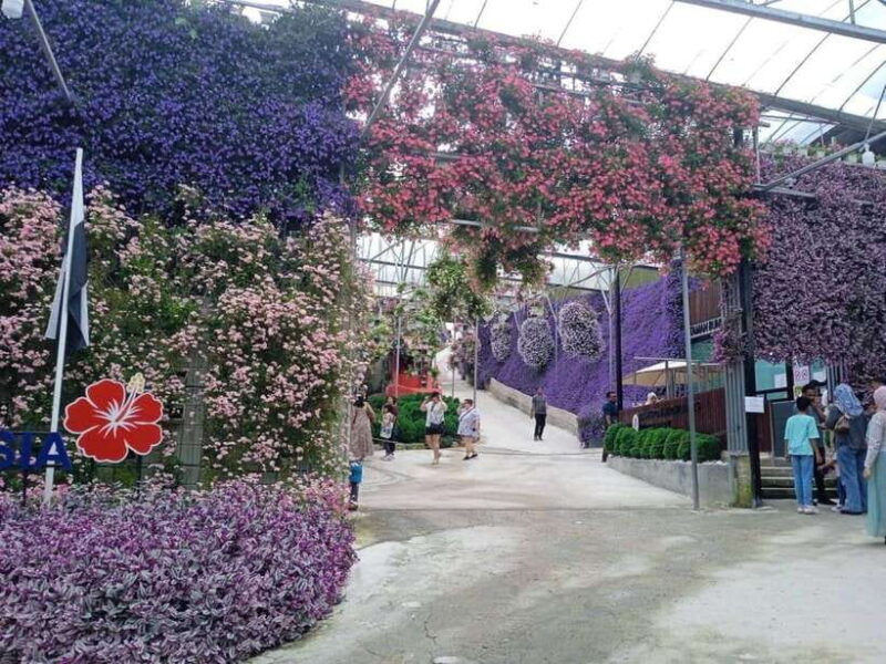 From Kuala Lumpur: Cameron Highlands Private or Join In Tour - A Complete Look at the Cameron Highlands Experience