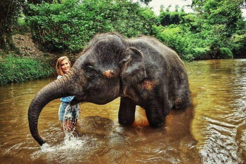 From Kuala Lumpur: Elephant Sanctuary Guided Tour - A Deep Dive Into the Experience  