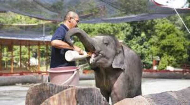 From Kuala Lumpur: Elephant Sanctuary Guided Tour - FAQ  