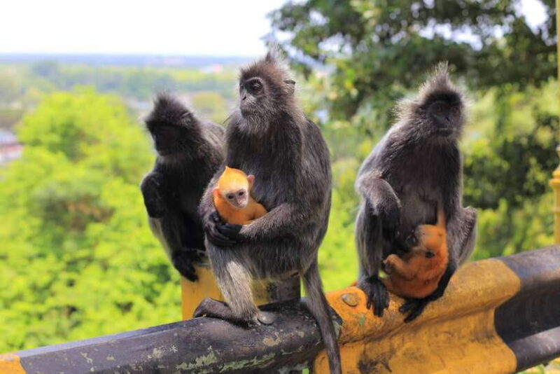 From Kuala Lumpur: Fireflies Tour and Seafood Dinner - Key Points