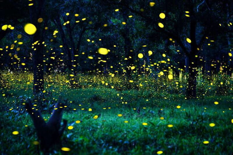 From Kuala Lumpur: Fireflies Tour and Seafood Dinner - What Makes This Tour Special?