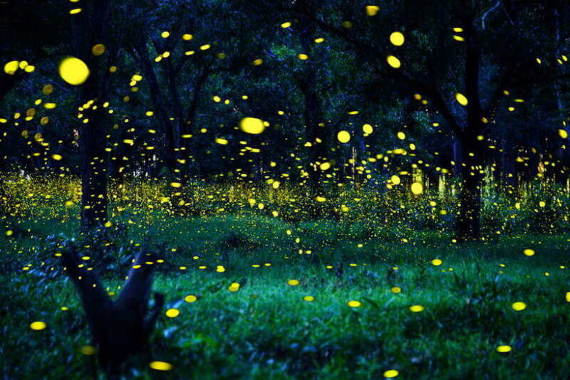 From Kuala Lumpur: Fireflies Tour and Seafood Dinner - Practical Tips and Considerations