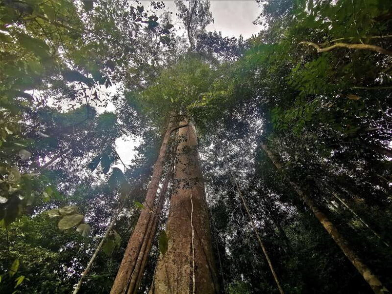 From Kuala Lumpur: Full Day Tour to Taman Negara - An Overview of the Experience