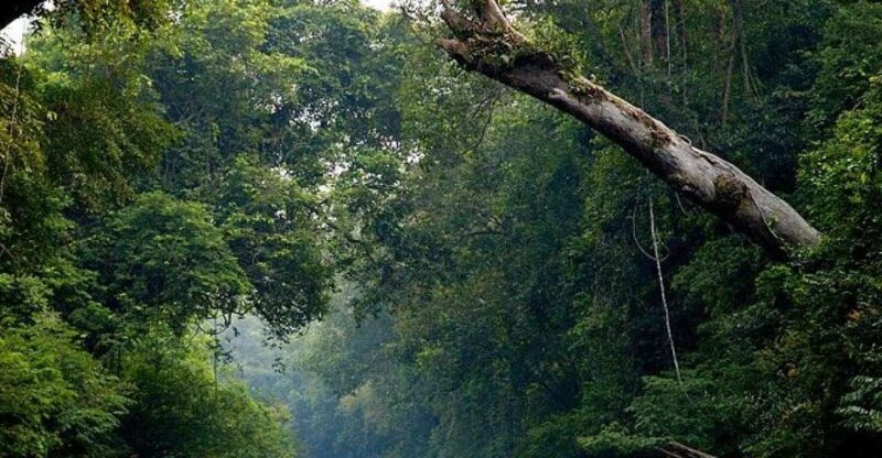 From Kuala Lumpur: Full Day Tour to Taman Negara - Frequently Asked Questions