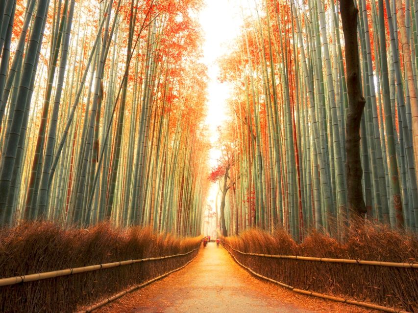 From Kyoto: Guided Day Trip to Kyoto and Nara With Lunch - Key Points