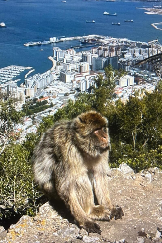From La Cala/Marbella/Estepona: VIP Gibraltar Tour With Monkey Rock + Shopping - Itinerary Highlights