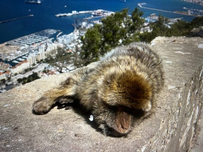 From La Cala/Marbella/Estepona: VIP Gibraltar Tour With Monkey Rock + Shopping - Meeting Point
