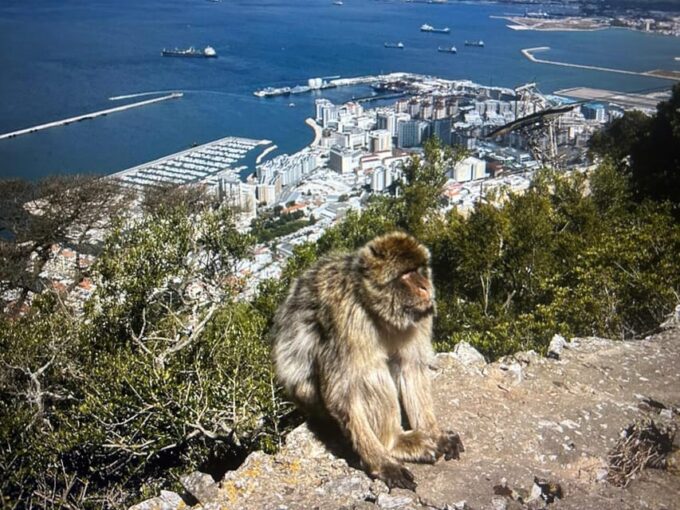 From La Cala/Marbella/Estepona: VIP Gibraltar Tour With Monkey Rock + Shopping - Tour Duration and Pricing