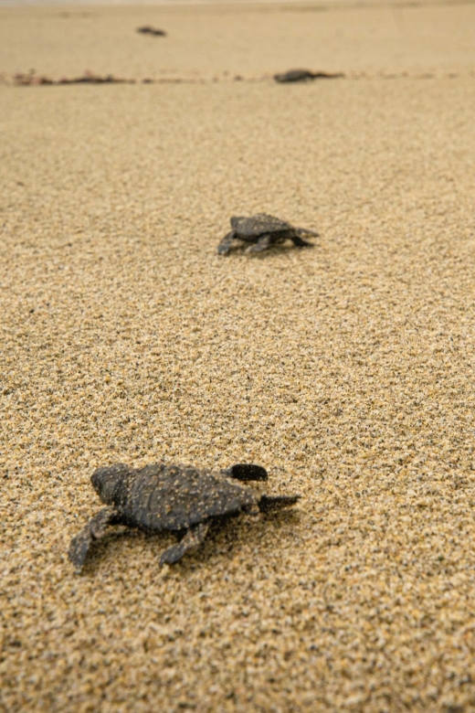 From La Crucecita: Turtle Release & Bioluminescent Plankton - Key Points