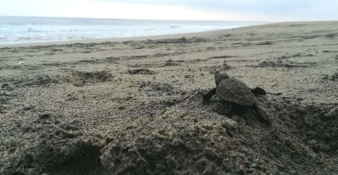 From La Crucecita: Turtle Release & Bioluminescent Plankton - Activities Included