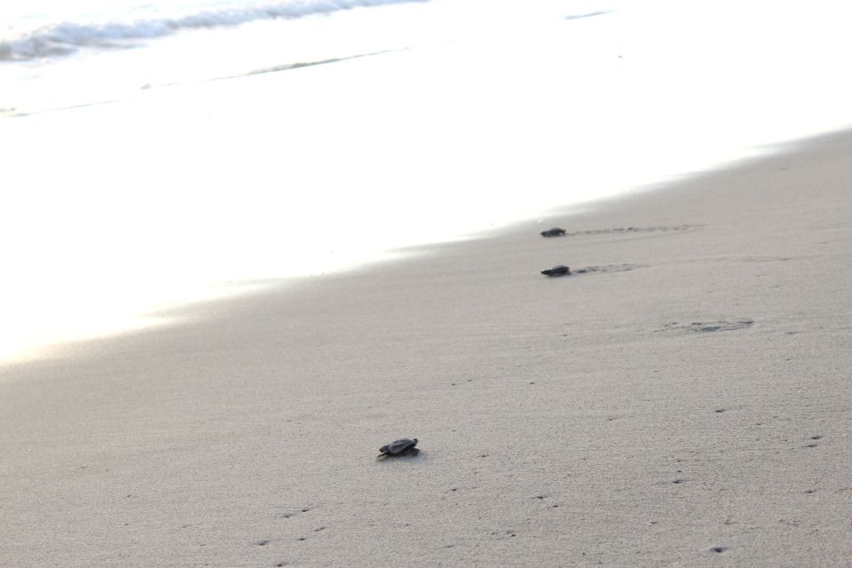 From La Crucecita: Turtle Release & Bioluminescent Plankton - Hotel Pickup and Drop-off