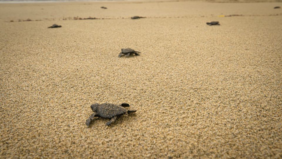 From La Crucecita: Turtle Release & Bioluminescent Plankton - Bilingual Tour Guide