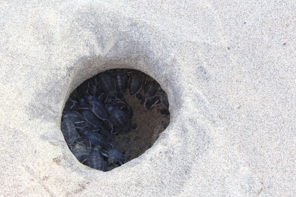 From La Crucecita: Turtle Release & Bioluminescent Plankton - Liability Insurance and Entrance Fees