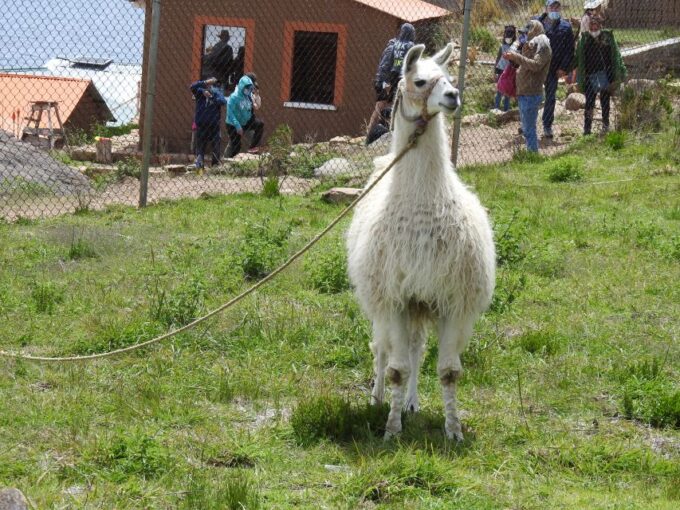 From La Paz: Lake Titicaca & Copacabana Day Trip With Lunch - Important Information to Know