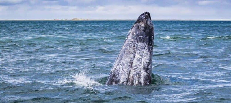 From La Paz: Puerto Chale Gray Whale Watching Tour - The Itinerary: What to Expect on the Day