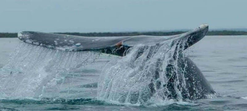 From La Paz: Puerto Chale Gray Whale Watching Tour - The Experience of Puerto Chale and Its Ecosystem
