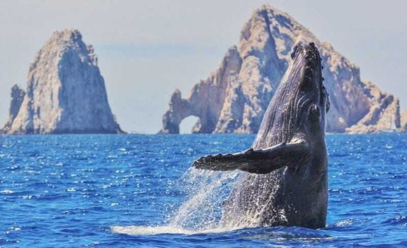 From La Paz: Puerto Chale Gray Whale Watching Tour - Transportation and Timing: Getting There and Back