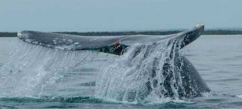 From La Paz: Puerto Chale Gray Whale Watching Tour - What to Bring and What to Expect