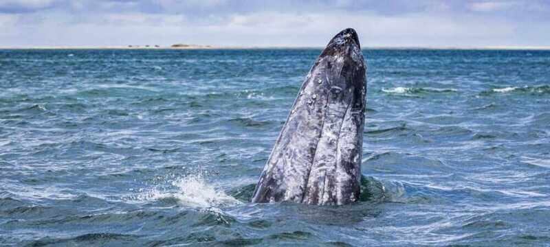 From La Paz: Puerto Chale Gray Whale Watching Tour - Who Will Enjoy This Tour Most?