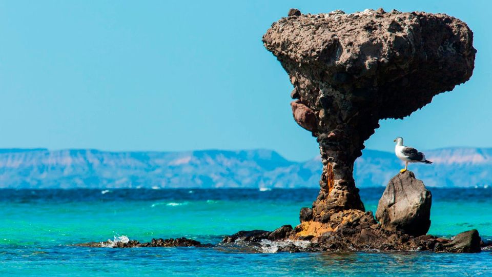 From La Paz: Swim With Sea Lions & Espíritu Santo Boat Tour - Booking and Cancellation Policy