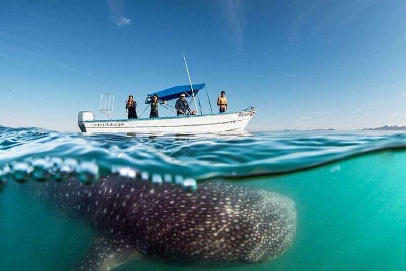 From La Paz: Whale Sharks, Sea Lions & Balandra Beach Combo - Exploring the Best of La Paz’s Marine and Coastal Wonders