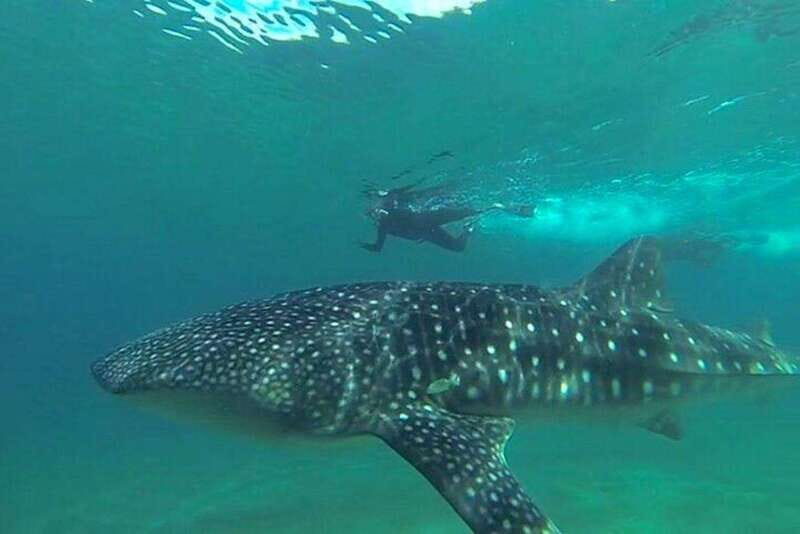 From La Paz: Whale Sharks, Sea Lions & Balandra Beach Combo - FAQs