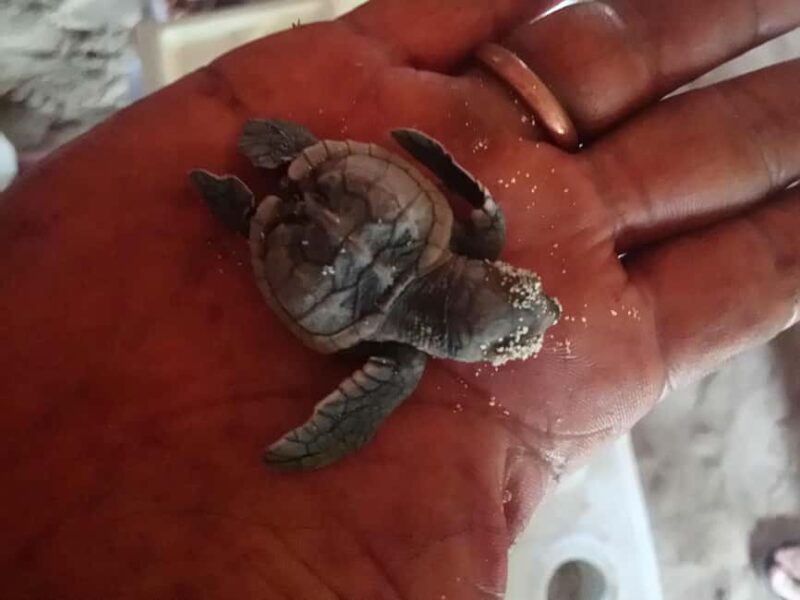 From La Romana: Saona Island for Aida Cruises Passengers - The Sum Up: Is It Worth It?