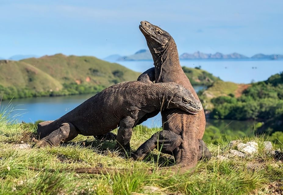 From Labuan Bajo: Day Tour of Komodo Island With Snorkeling - Itinerary Highlights