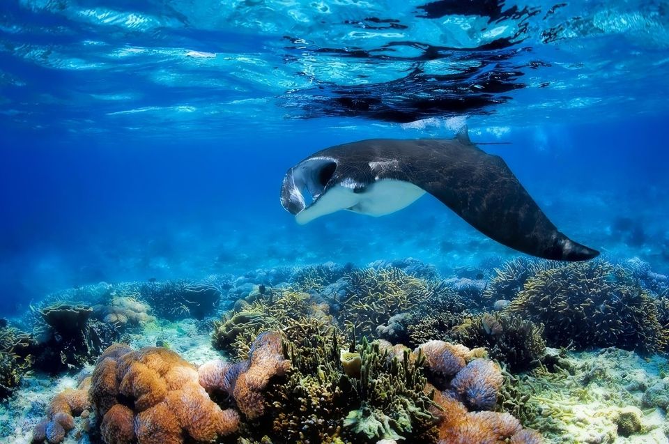 From Labuan Bajo: Day Tour of Komodo Island With Snorkeling - Snorkeling Experience