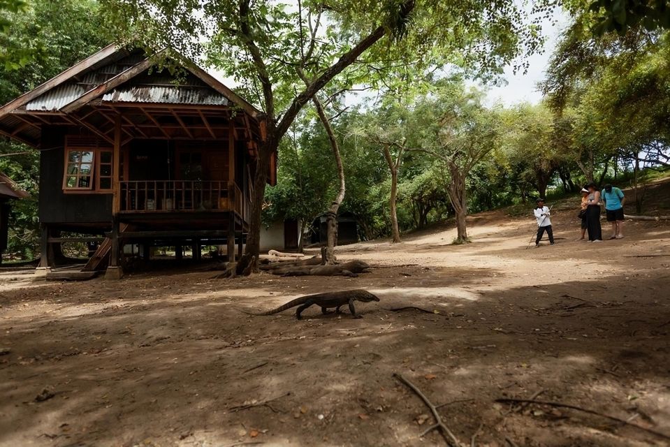 From Labuan Bajo: Day Tour of Komodo Island With Snorkeling - Recommended for Travelers