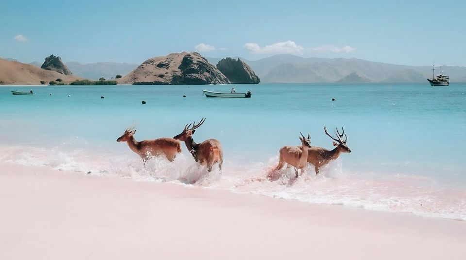 From Labuan Bajo: Day Tour of Komodo Island With Snorkeling - Frequently Asked Questions