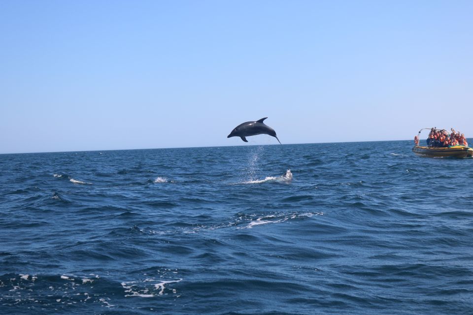 From Lagoa: Dolphins & Ponta da Piedade with biologist guide - What to Expect from the Tour