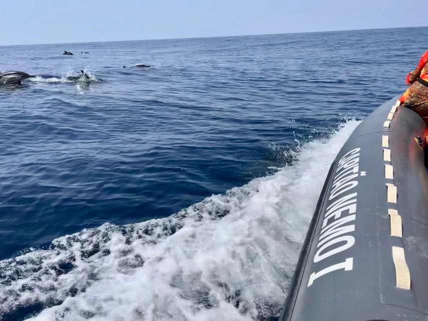 From Lagoa: Dolphins & Ponta da Piedade with biologist guide - The Marine Wildlife & Scenery