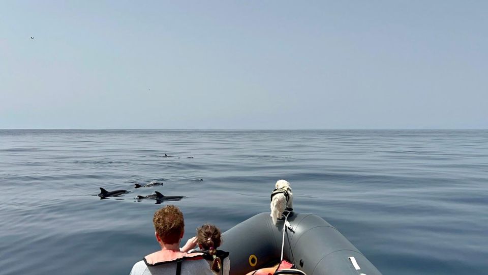 From Lagoa: Dolphins & Ponta da Piedade with biologist guide - The Value of the Experience
