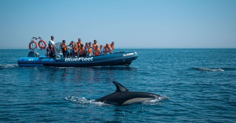 From Lagos: Dolphin Watching Boat Trip w/ Marine Biologists - The Sum Up