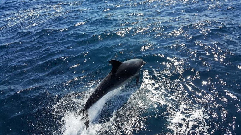 From Lagos: Dolphin Watching Catamaran Cruise - Authentic Encounters and the Experience of the Coast