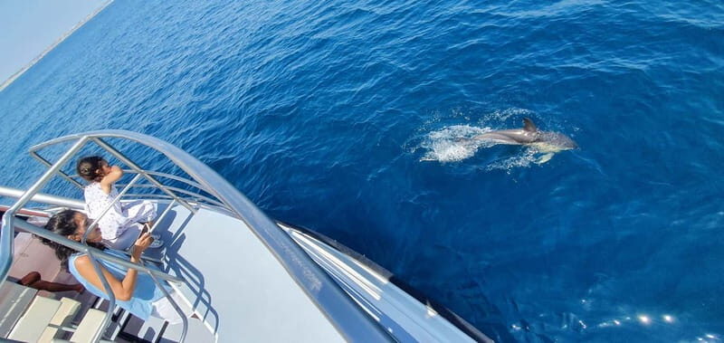From Lagos: Dolphin Watching Catamaran Cruise - Value for Money