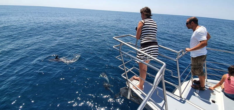 From Lagos: Dolphin Watching Catamaran Cruise - Who Will Love This Tour?