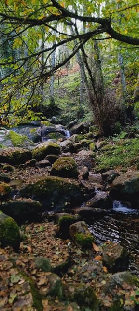 From Lagos: Monchique Private Guided Hike + Medronho Tasting - Exploring Portugal’s Inland Charm: The Monchique Guided Hike + Medronho Tasting