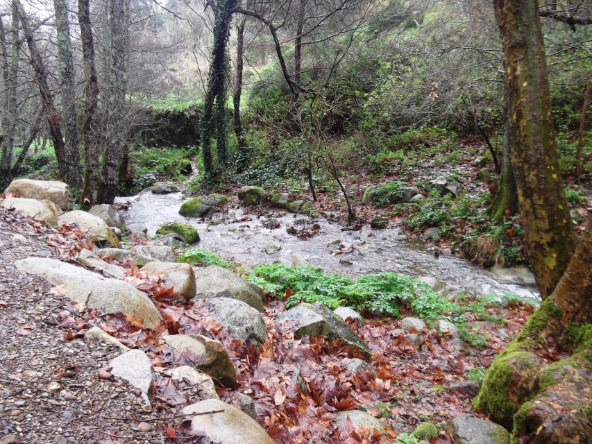 From Lagos: Monchique Private Guided Hike + Medronho Tasting - Who Will Love This Tour?