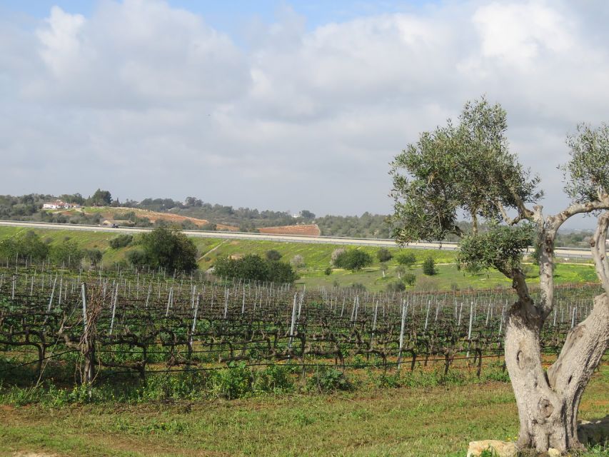 From Lagos: Private Algarve Wineries Tour With Tastings - Highlights of the Tour