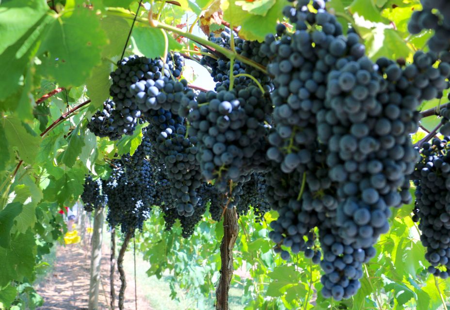 From Lake Garda: Valpolicella Wine & Lunch Guided Trip - Meeting Points