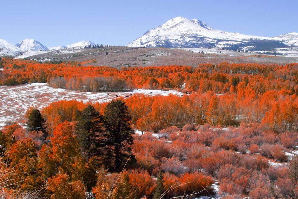 From Lake Tahoe: Yosemite National Park Day Trip With Lunch - Important Information