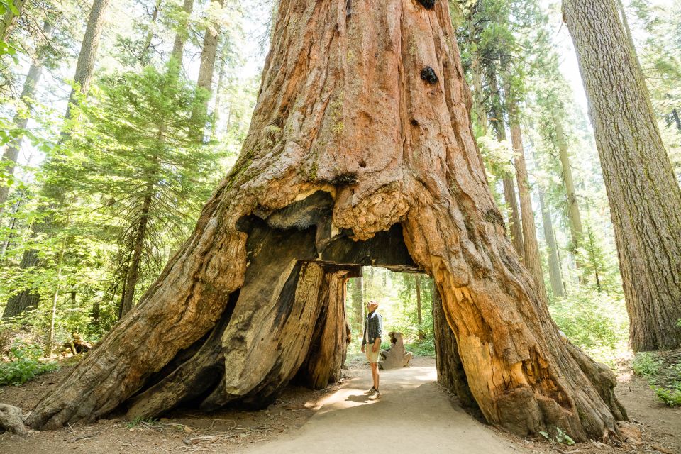 From Lake Tahoe: Yosemite National Park Day Trip With Lunch - Top Attractions