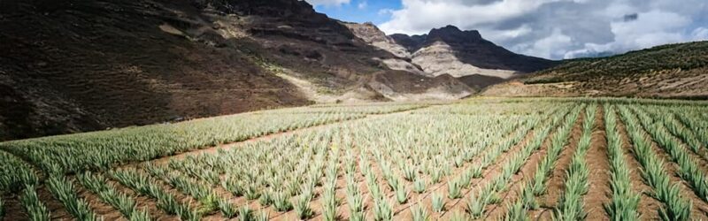 From Las Palmas: Fataga, Finca de Aloe Vera and Mercado Puerto de Mogán - An In-Depth Look at the Tour Experience